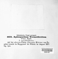 Apiosporium tremulicola image